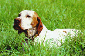 perro de caza