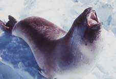 foca de Ross