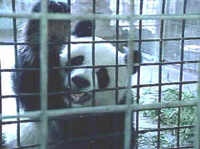 oso Panda 