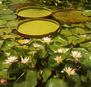 Plantas acuáticas Victoria regia y Nymphaea