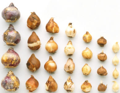 Algunos tipos de bulbos