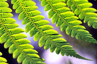 Determinadas plantas, como los helechos, son especialmente sensibles a las corrientes
