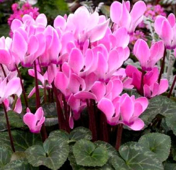 Cyclamen europaeum, vulgarmente denominada Pamporcino