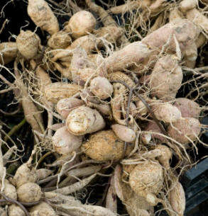Raíces tuberosas de Dhalia