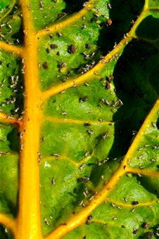 Hoja plagada de pulgones