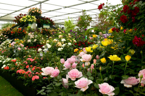 Hoy en día existen innumerables cruces, híbridos, híbridos de híbridos, y variedades de variedades que han producido hermosísimos ejemplares de rosa, fruto del trabajo de laboratorio de muchos botánicos