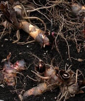 Rizoma de Zantedeschia