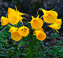 Narcissus bulbocodium