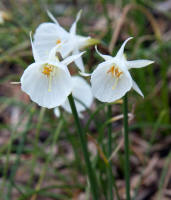 Narcissus cantabricus