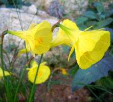 Narcissus romieuxii