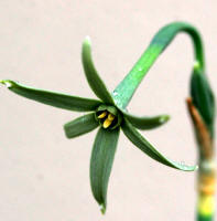 Narcissus viridiflorus