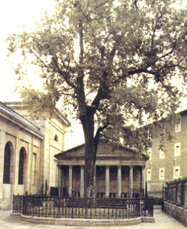 El Roble de Guernica, frente a la Casa de Juntas, símbolo del pueblo vasco.