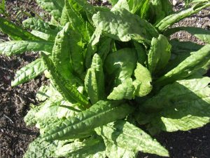 De la acedera redonda se aprovecha solamente el rizoma