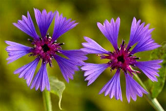 Aciano (Centaurea cyanus)