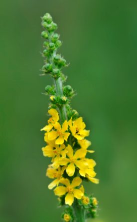 Algunas especies ricas en taninos: agrimonia