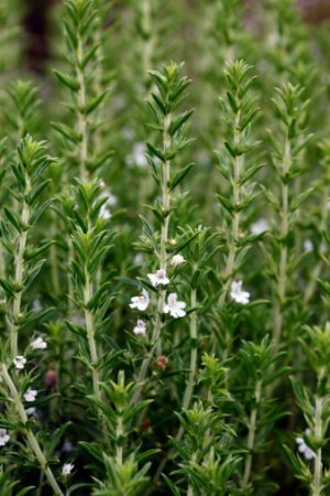 Ajedrea (Satureja montana)