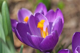 Azafrán (Crocus sativus)