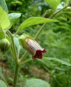 De la Belladona (Atropa belladona) se extrae la atropina, utilizada en oftalmología para la dilatación de la pupila