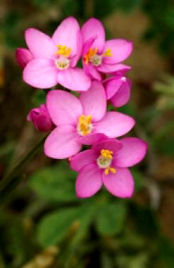 Centaura menor (Centaurea umbellatum)