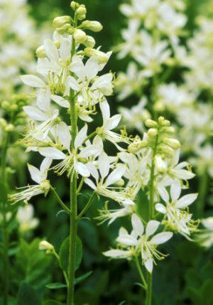 Díctamo blanco (Dictamnus albus)