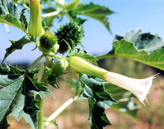 Estramonio (Datura Stramonium)