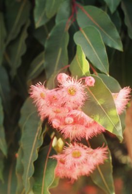 Eucalipto (Eucaliptus globulus)