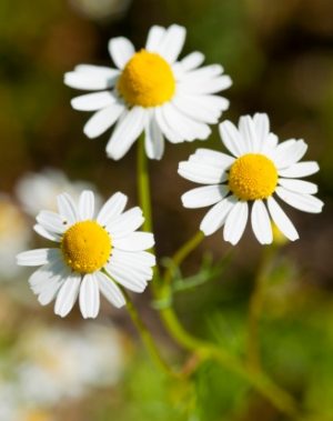 Manzanilla romana (Anthemis nobilis)