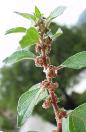 Parietaria (Parietaria officinalis)