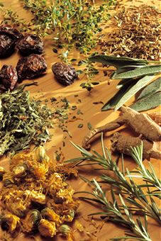 Plantas medicinales