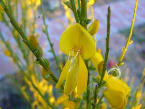 Retama negra (Sarothamnus scoparius)