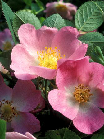Rosal silvestre (Rosa canina)