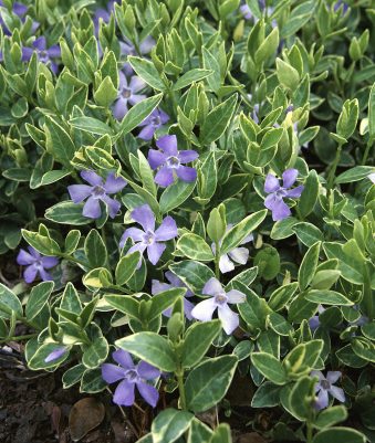 Vincapervinca (Vinca minor)