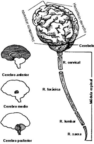 El sistema nervioso 