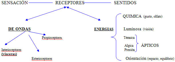 Psicologia: Características de la percepción