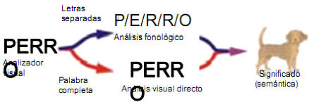 NEUROCIENCIAS: LA CIENCIA DEL CEREBRO