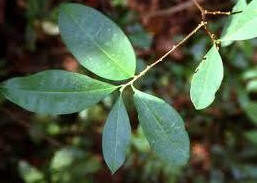 Hoja de la coca