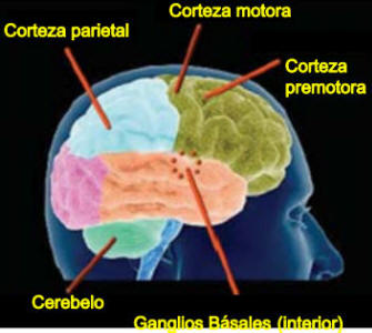 Las diferentes regiones implicadas en control del movimiento
