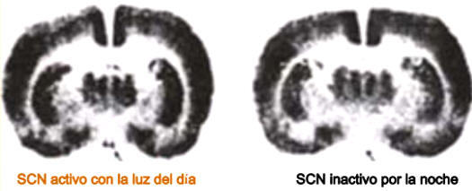 El núcleo supraquiasmatico es el reloj personal del cerebro.