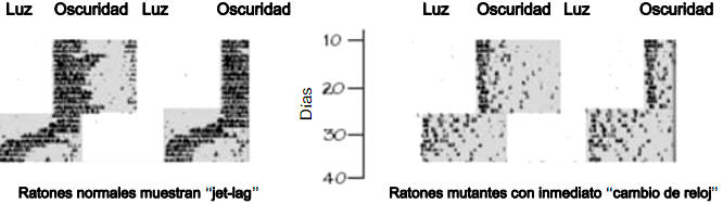 Ratones que no tienen “jet-lag”