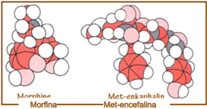 NEUROCIENCIAS: LA CIENCIA DEL CEREBRO