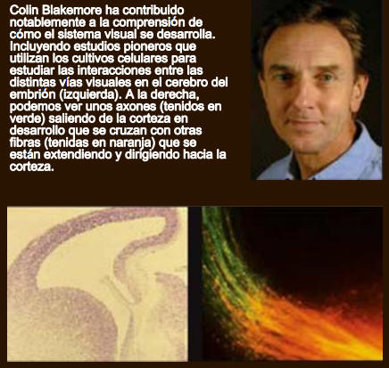 Colin Blakemore ha contribuido notablemente a la comprensión de cómo el sistema visual se desarrolla.