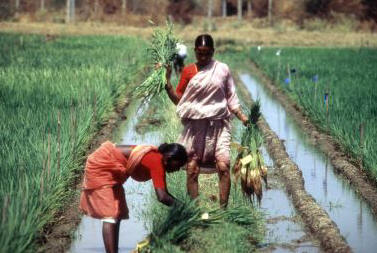 El arroz constituye la base de alimentaci? de millones de personas, especialmente en Asia. En la imagen: mujeres campesinas trabajando en un arrozal de la India. Foto www.fao.org