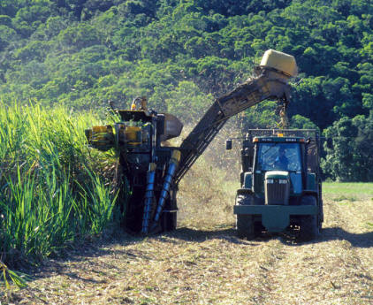 Recolección de caña de azúcar