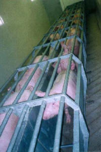 Los mataderos son, habitualmente, centros de producción muy especializados y automatizados