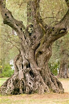 El olivo cultivado puede llegar a vivir más de 1.500 años