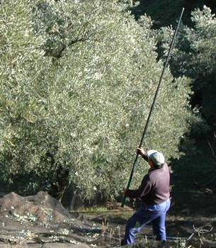Tradicionalmente, los olivos se varean para recolectar las aceitunas