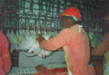 Las aves son colgadas de unas argollas, previo al aturdimiento mediante un voltaje eléctrico. Foto www.fao.org