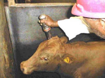 Los animales, antes de su sangrado, son aturdidos mediante una pistola percutora