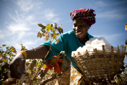 El algodón fue perdiendo el primer puesto de las fibras preferidas para la confección, y reemplazada en parte por las nuevas fibras sintéticas