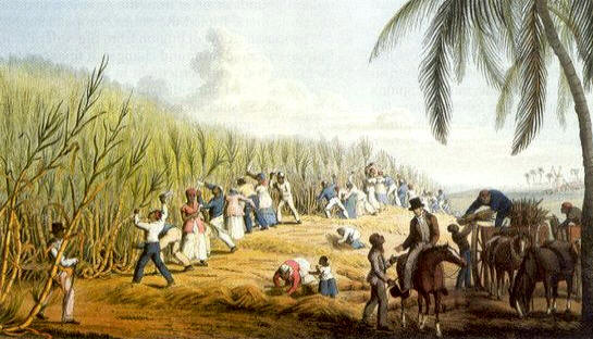 La esclavitud se consolidó a raíz de las necesidades de mano de obra para las vastas plantaciones de algodón, tabaco y azúcar. Ilustración: William Clark, "Cutting the Sugar-Cane" 1823 (John Carter Brown Library)
